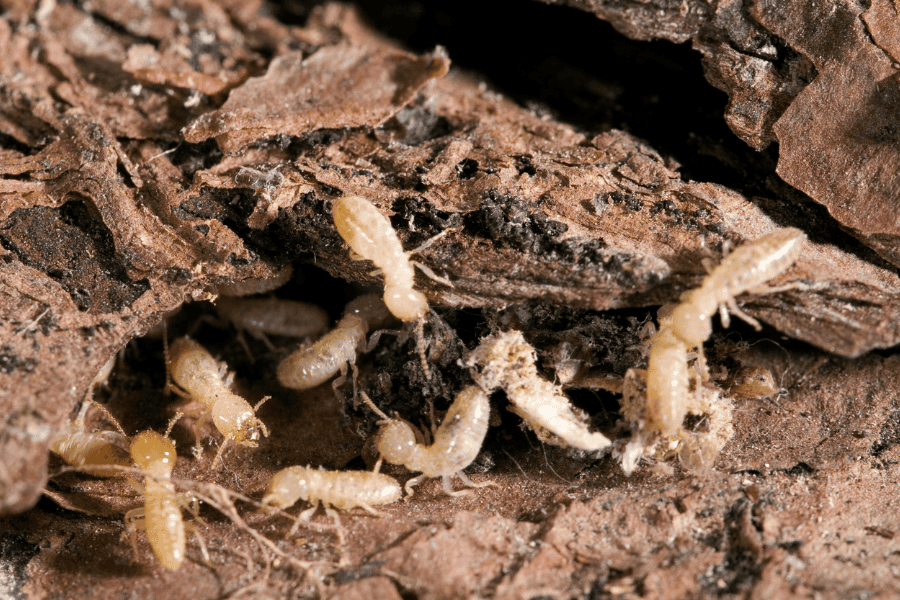 drywood vs subterranean termites drywood vs subterranean termites