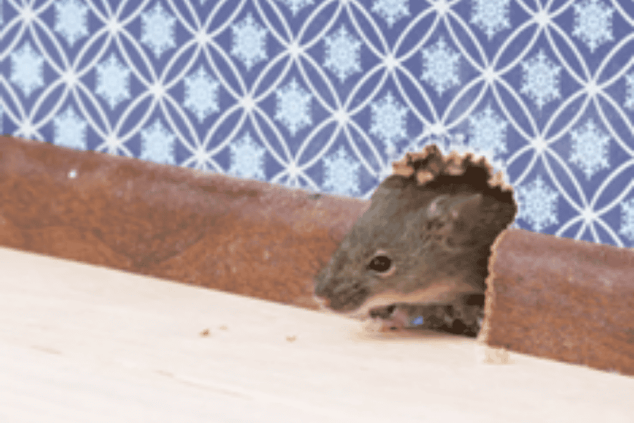 Protect Your Home and Health from Rodent Infestations in Broward County