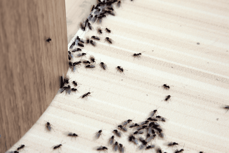 Ants in Your Miami Home? Eco-Friendly Pest Control Tips for a Cleaner, Greener Space