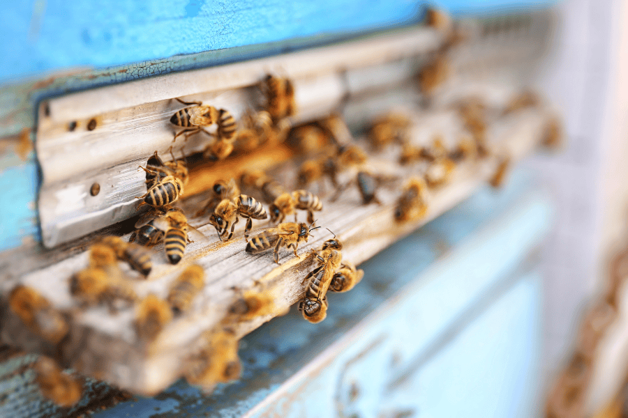 What To Do If You Have a Bee Infestation