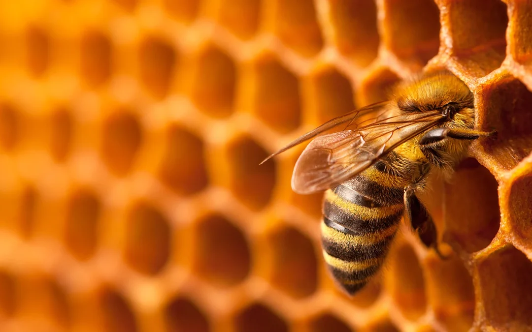 Choosing a Bee-Friendly Pest Control Company: Why It Matters for Tennessee Homeowners