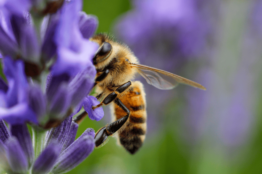 The Best Bee-Friendly Plants for Georgia Gardens