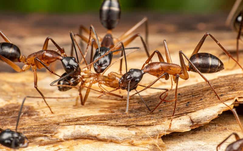 Ants in Your Yard? Natural Ways to Keep Them Out of Your Florida Home