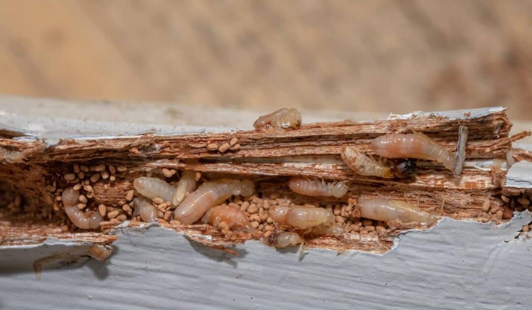 Effective Drywood Termite Treatments for Miami Homes