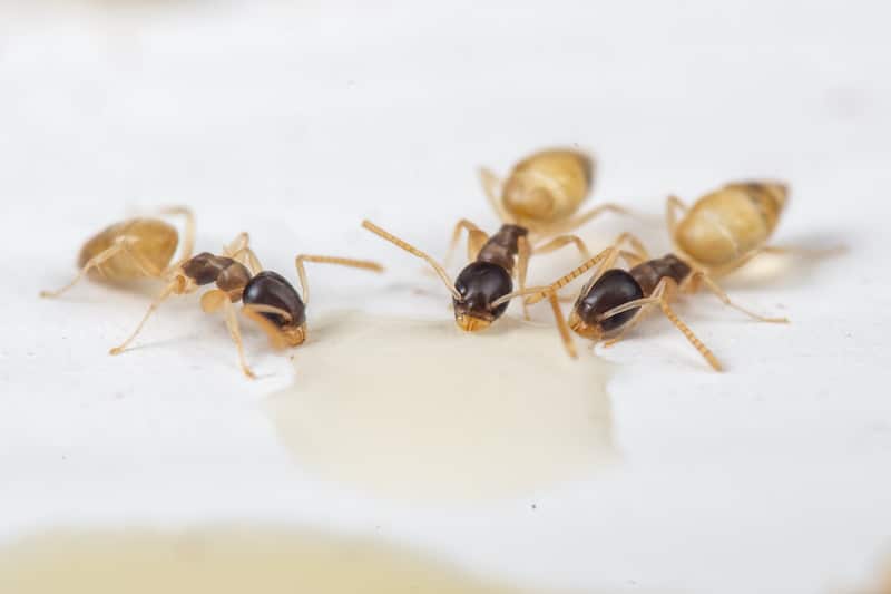 Ghost Ants in Florida: The Tiny Invaders You Shouldn’t Ignore
