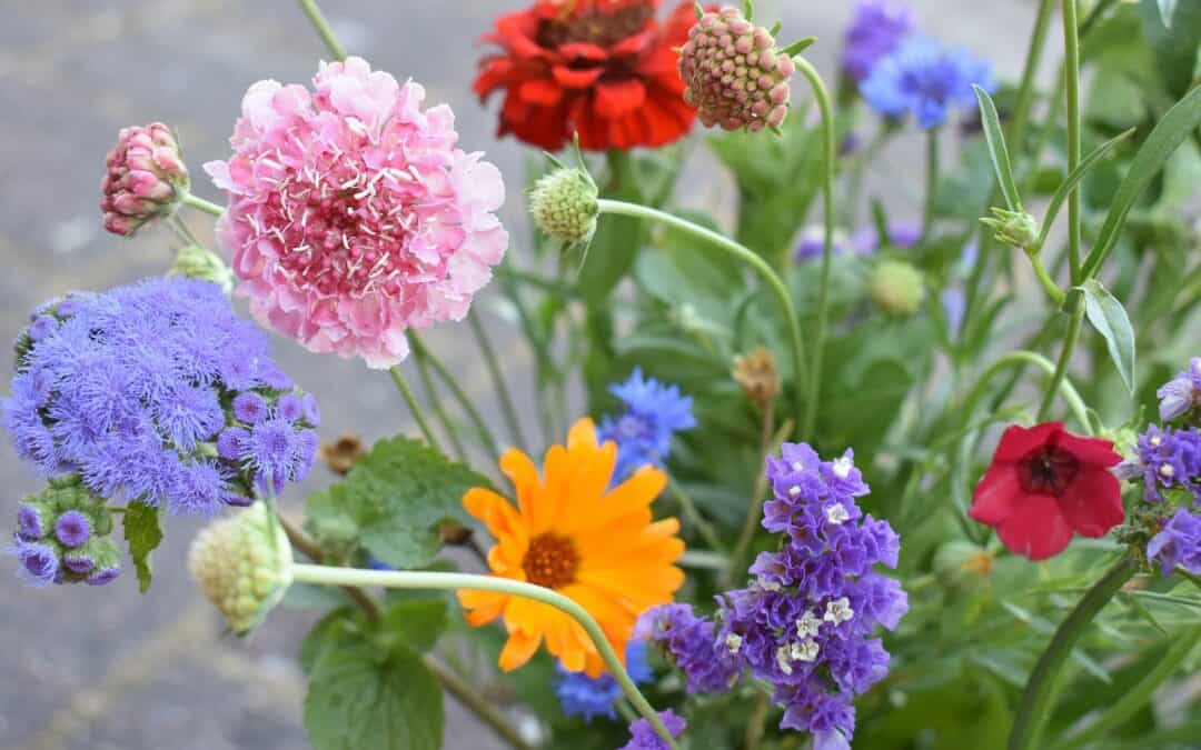 The Best Plants to Naturally Repel Mosquitoes in Florida