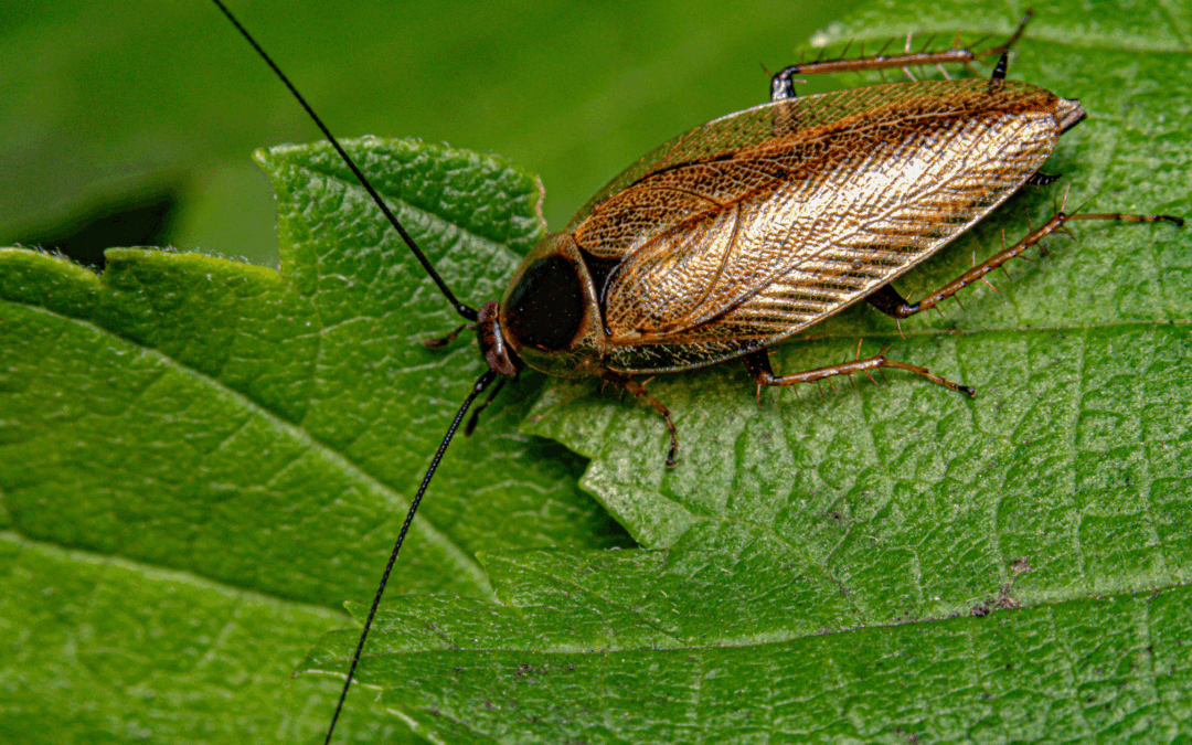 Essential Green Tips for Cockroach Control in Florida’s Humid Climate
