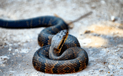 Who Should You Call For Snake Removal in South Florida?