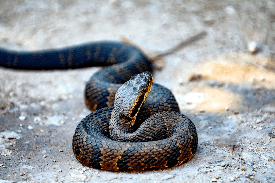 Who Should You Call For Snake Removal in South Florida?