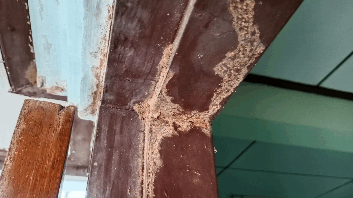 drywood termites