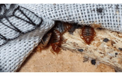 Summer Surge: Understanding Florida’s Peak Bed Bug Season