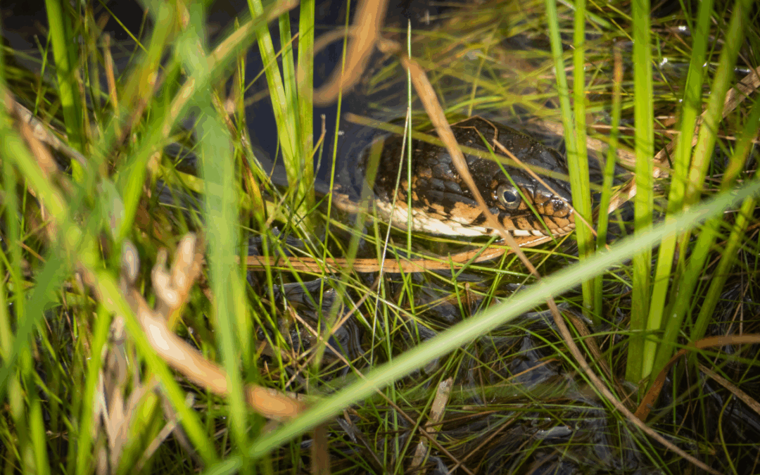 Are Snakes in Florida Dangerous? Spot the Signs