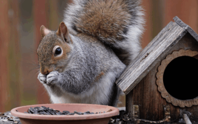 Squirrel Control Strategies for Broward County Homeowners