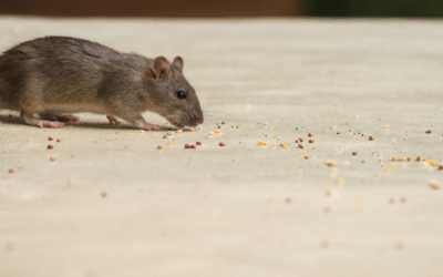 Top 3 Winter Pests to Watch for in Laurens, SC