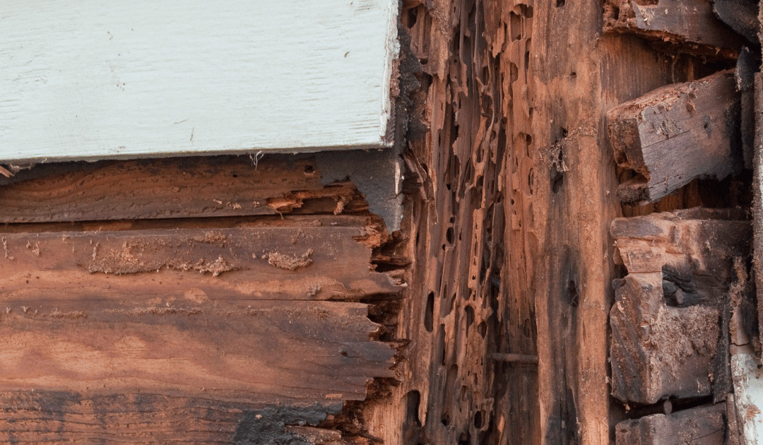 Broward Termite Control: Preventing Costly Damage This October
