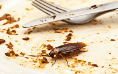 The Truth About Cockroach Bites: What Naples Homeowners Need to Know