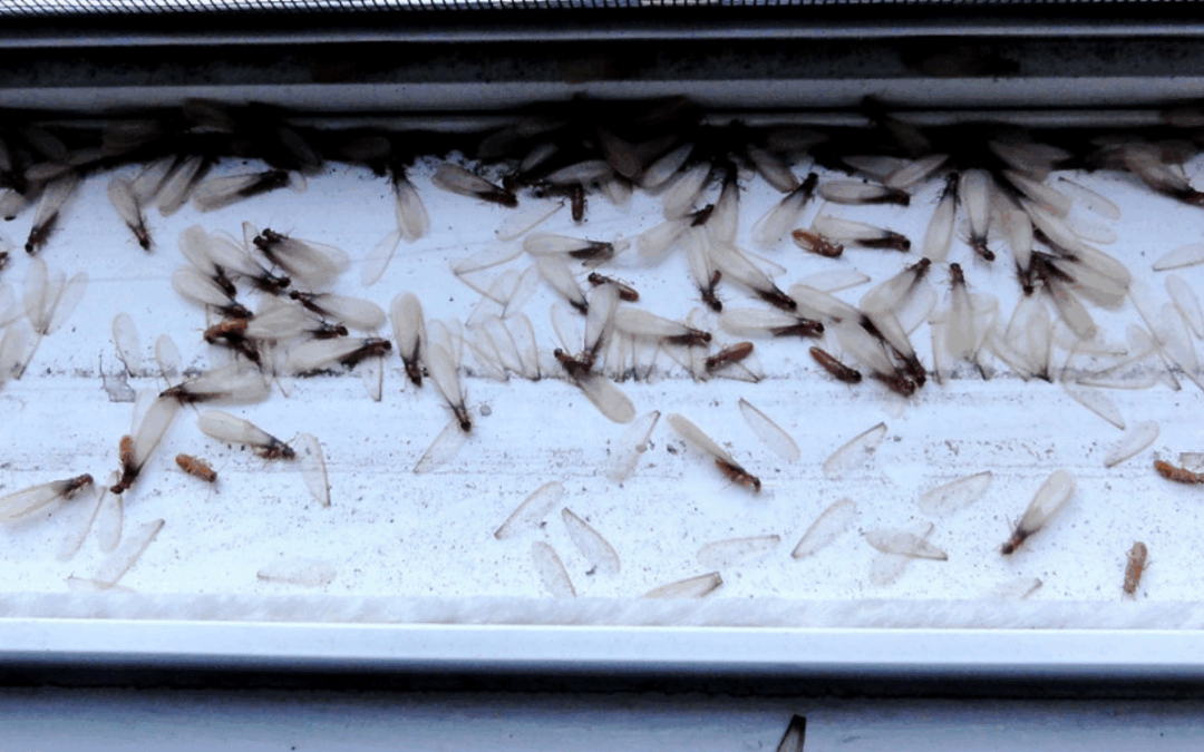 November Swarming Season in Alabama: How to Spot Termites Before They Cause Damage