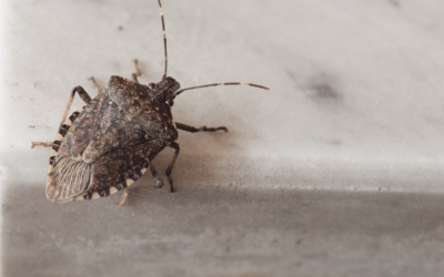 Fall Invaders: Managing Stink Bugs and Asian Lady Beetles in Hermitage Homes