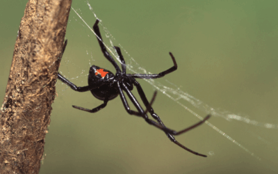 Creepy Crawlers of November: How to Keep Pompano Spiders Off Your Guest List