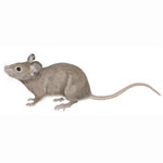 house mouse