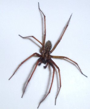 Spider on a white surface