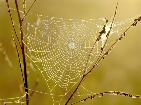 Is That Spider Poisonous?