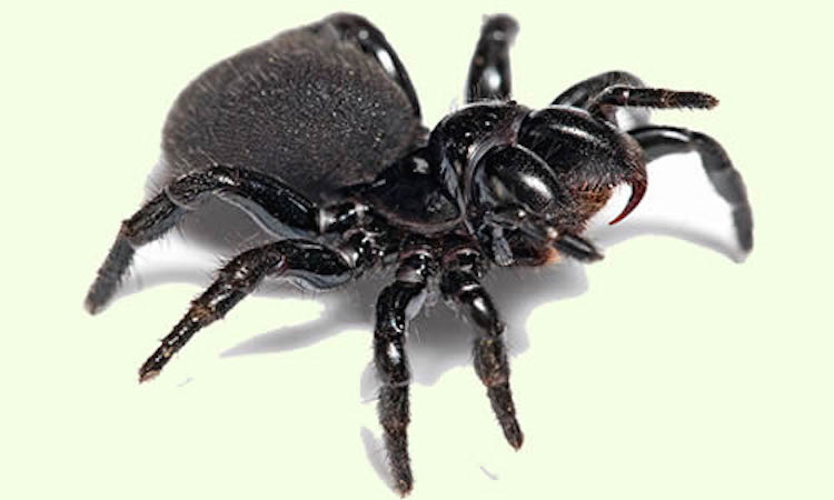 A mouse spider on a white surface