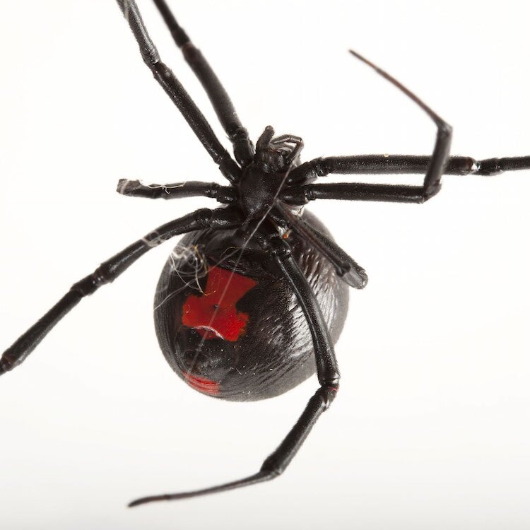 A black widow spider with a white backgound