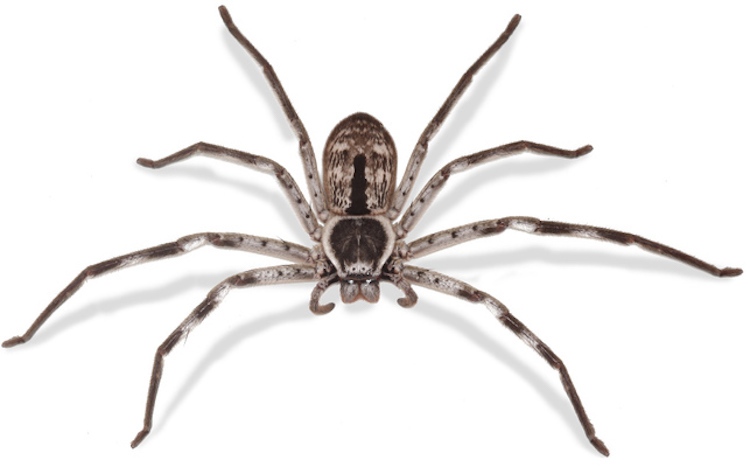 A huntsman spider on a white surface