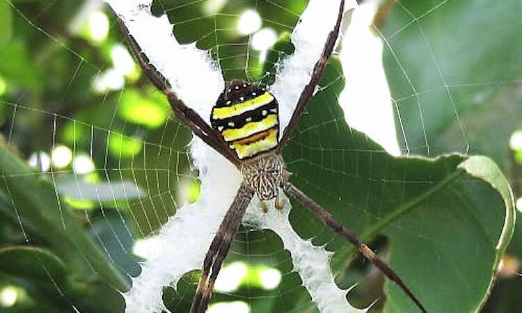 st andrews cross spider in the middle of a web