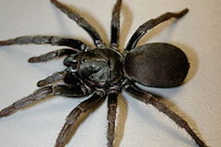 A trapdoor spider on white tile floor