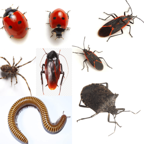 Overwintering Pests
