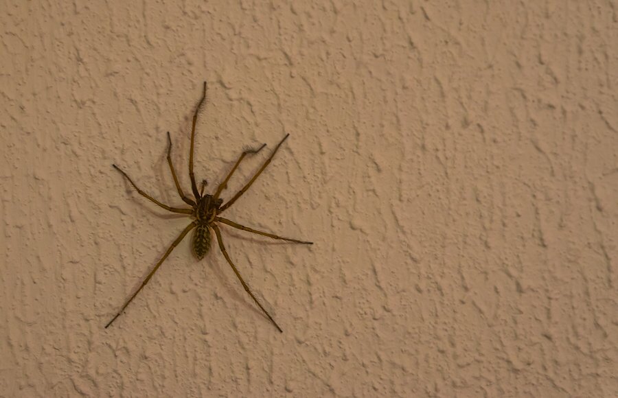 Common House Spider
