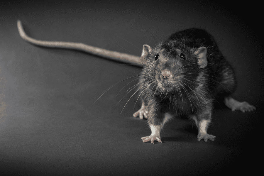Identifying A Roof Rat Infestation