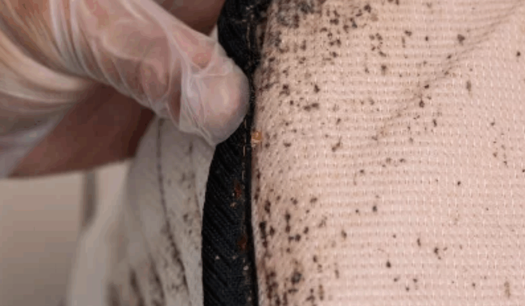 How Did Bed Bugs Infest My Murfreesboro Home?