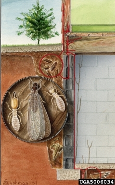 Source - UGA entomology