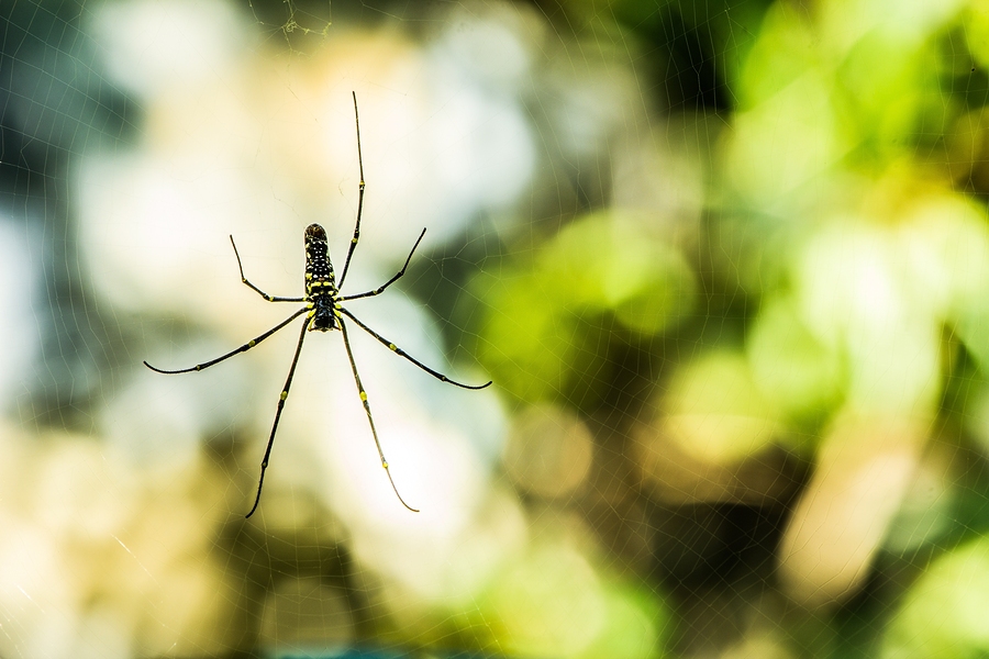 Common Spiders: Poisonous or Painful?