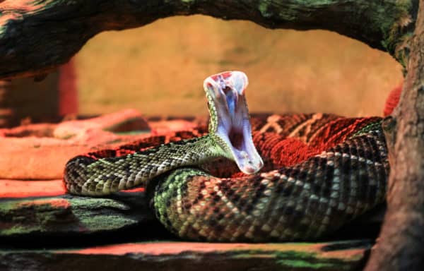 Venomous Snakes