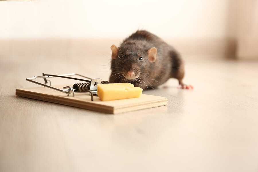 Rodent Control