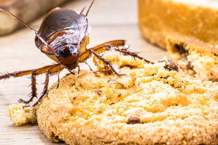 Keep Your Kitchen Pest-Free!