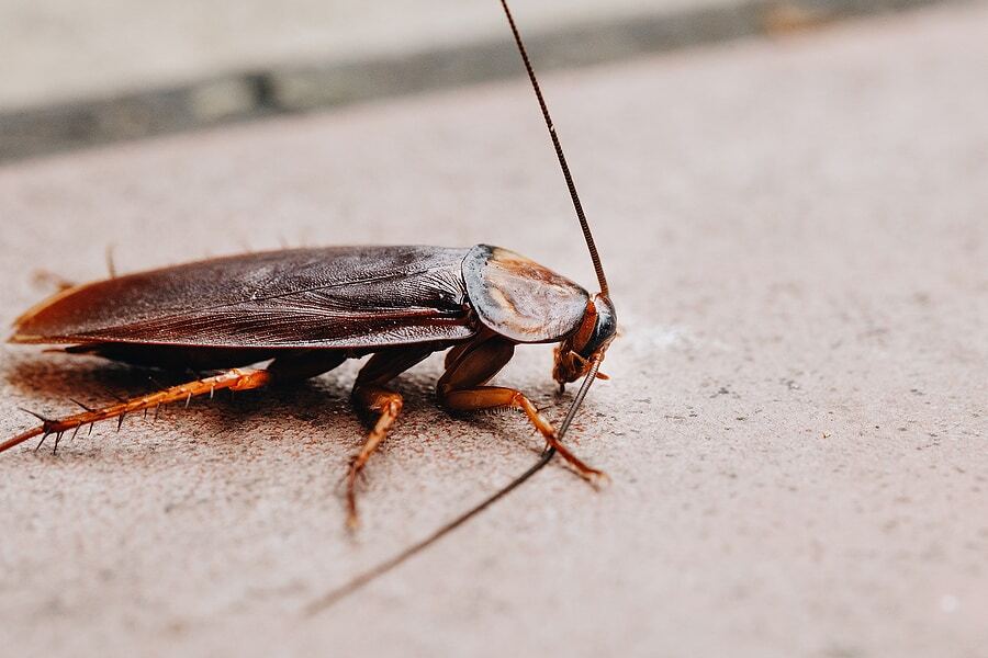 American Cockroach