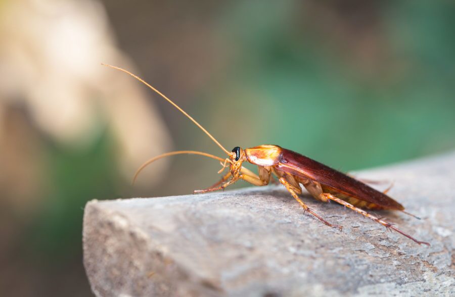 Cockroach control