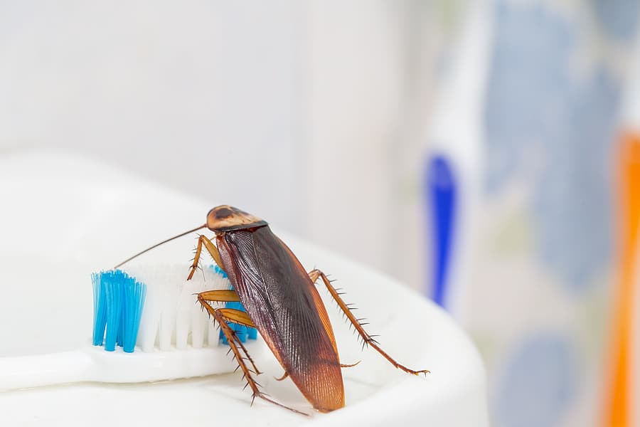 cockroaches
