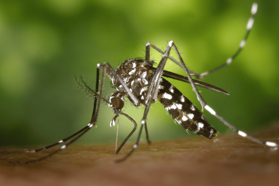 green mosquito control