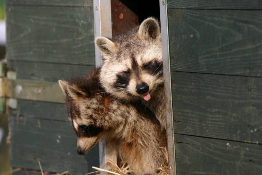 Winter Wildlife