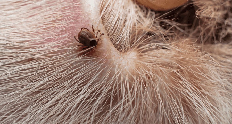 Fleas and Ticks