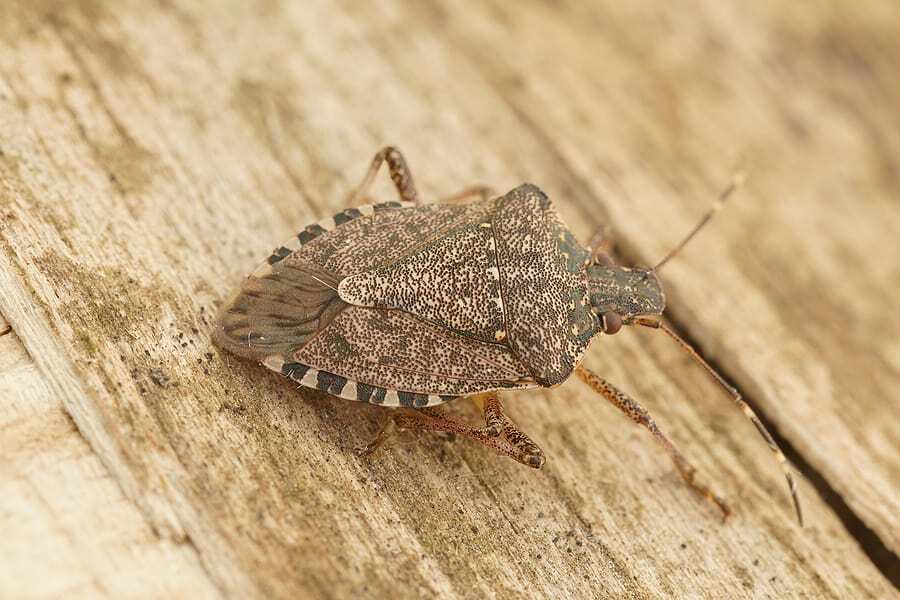 fall pests