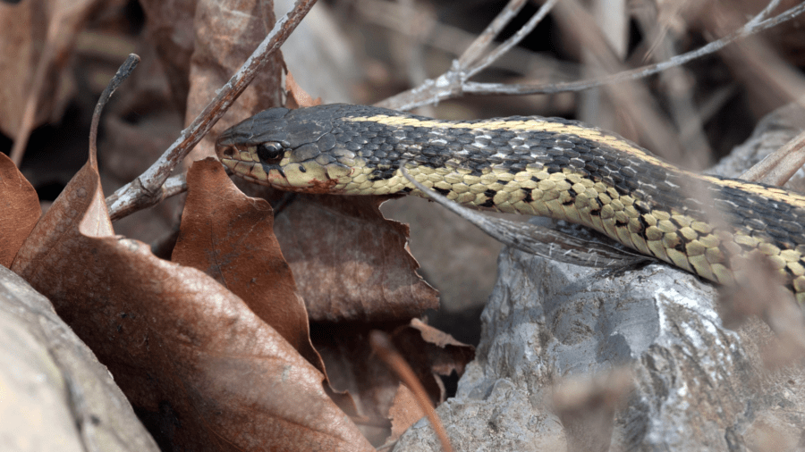 snake control