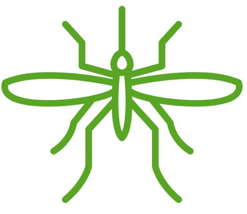 Mosquito