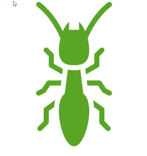 Termite